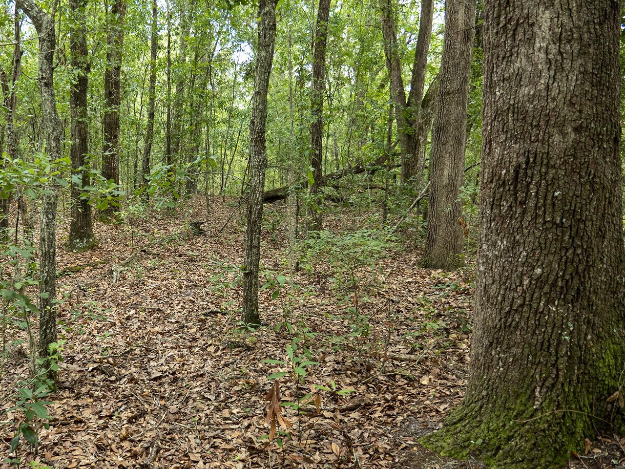 Vacant SW Hike Lake Road, Madison, Florida image 21