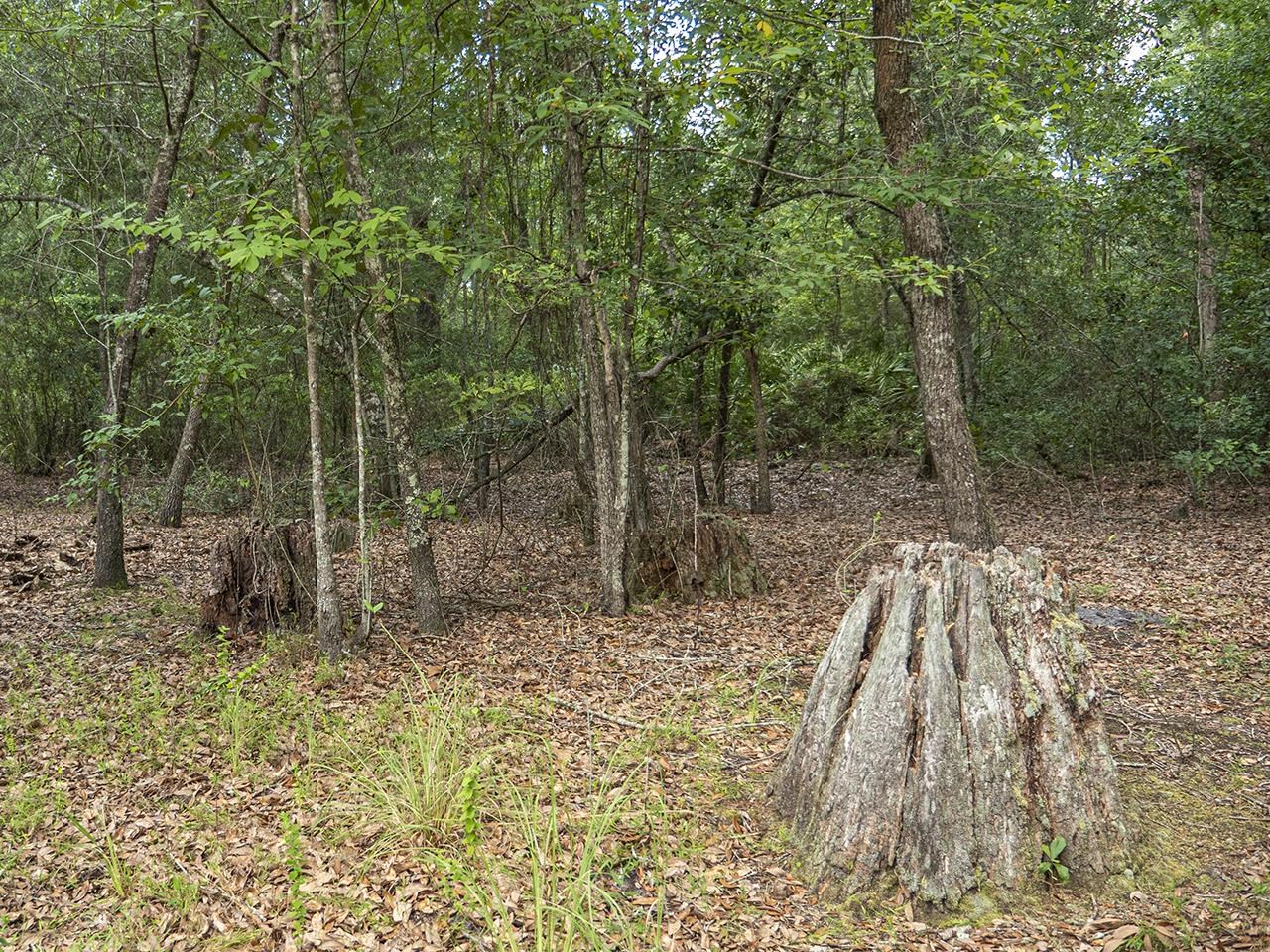 Vacant SW Hike Lake Road, Madison, Florida image 25