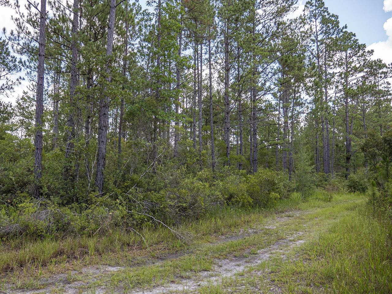 Vacant SW Hike Lake Road, Madison, Florida image 9