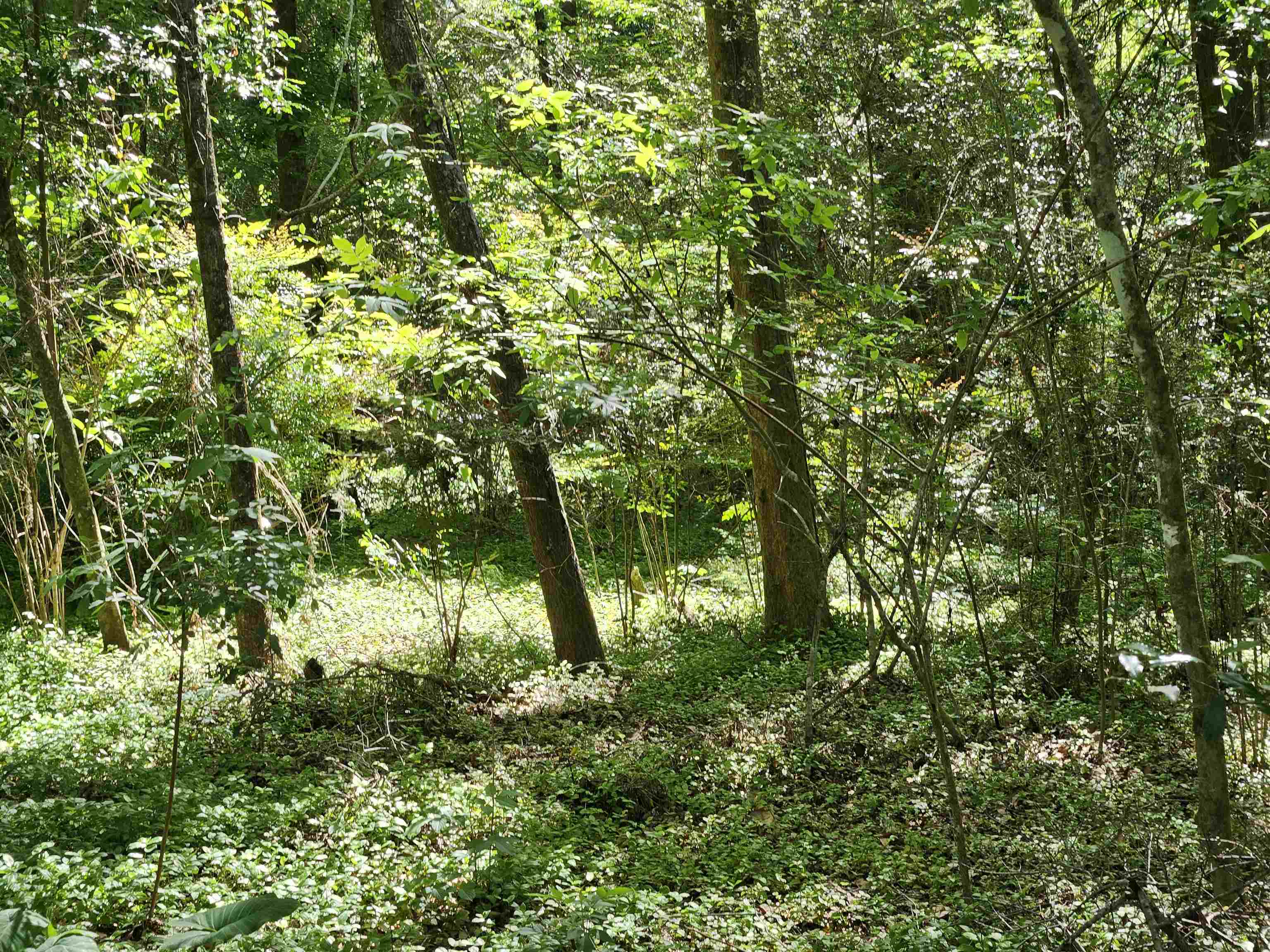 XXXX Fred George Road, Tallahassee, Florida image 3