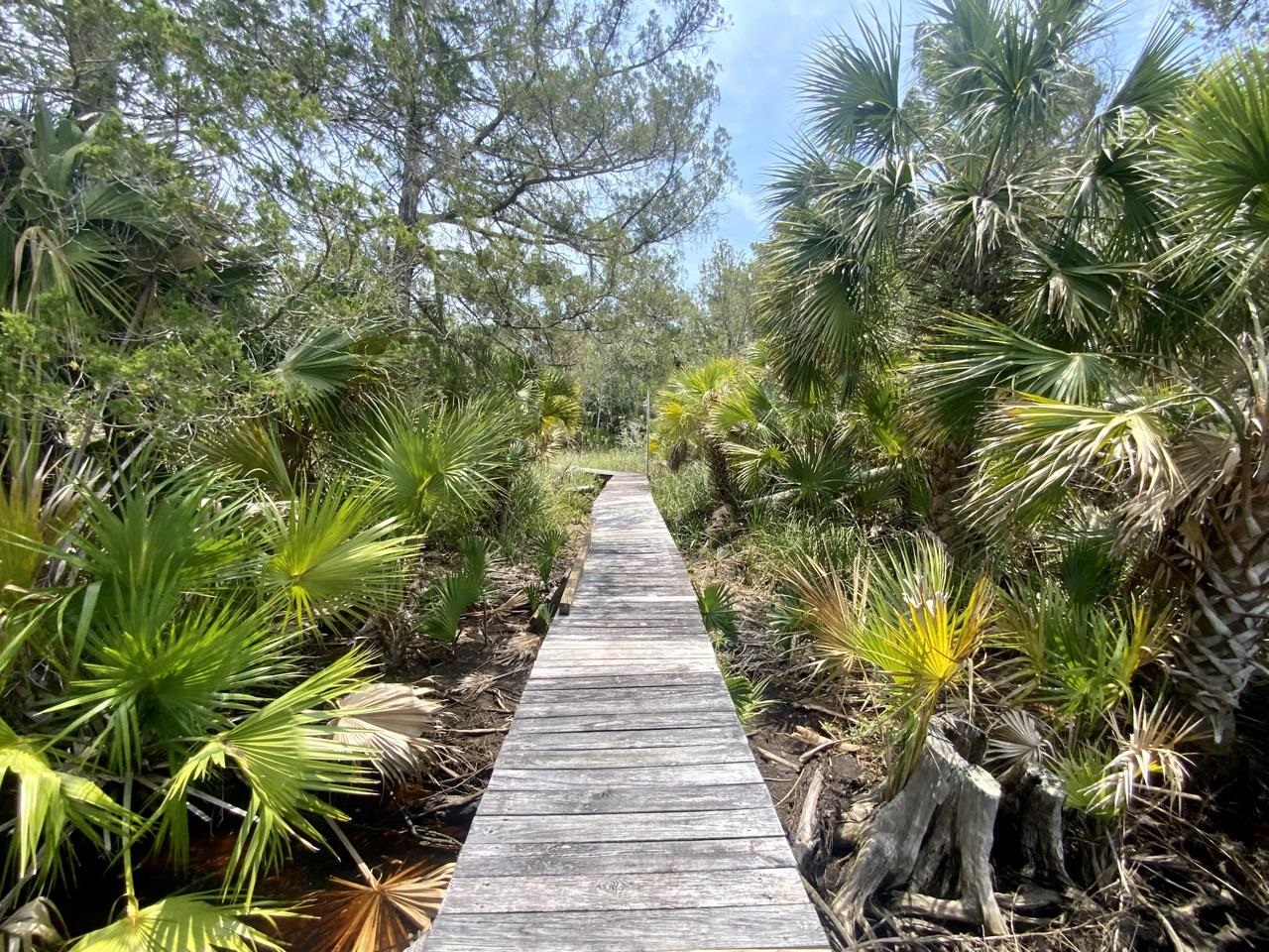 20000 Mossy Hammock Grade, Lamont, Florida image 7