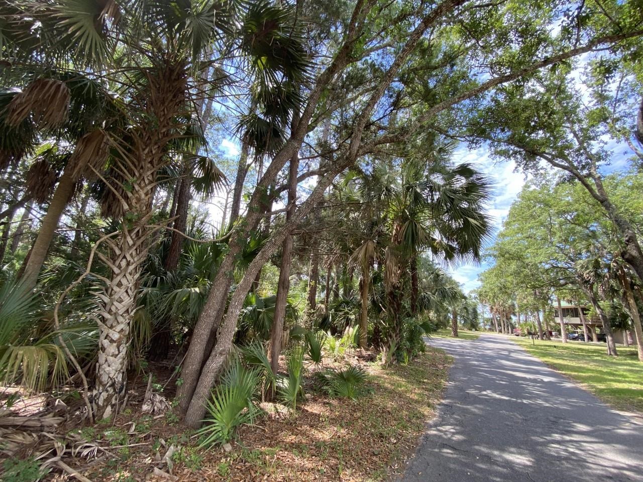 Xxx Carrol Drive, Crawfordville, Florida image 2
