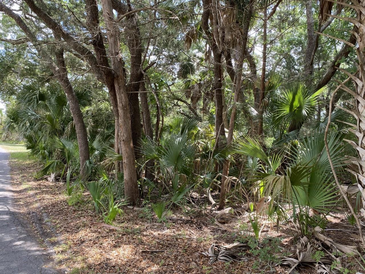 Xxx Carrol Drive, Crawfordville, Florida image 6