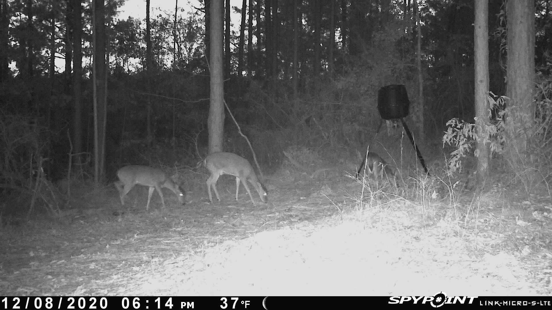 TBD Jinks Crossing Road, Bainbridge, Georgia image 30