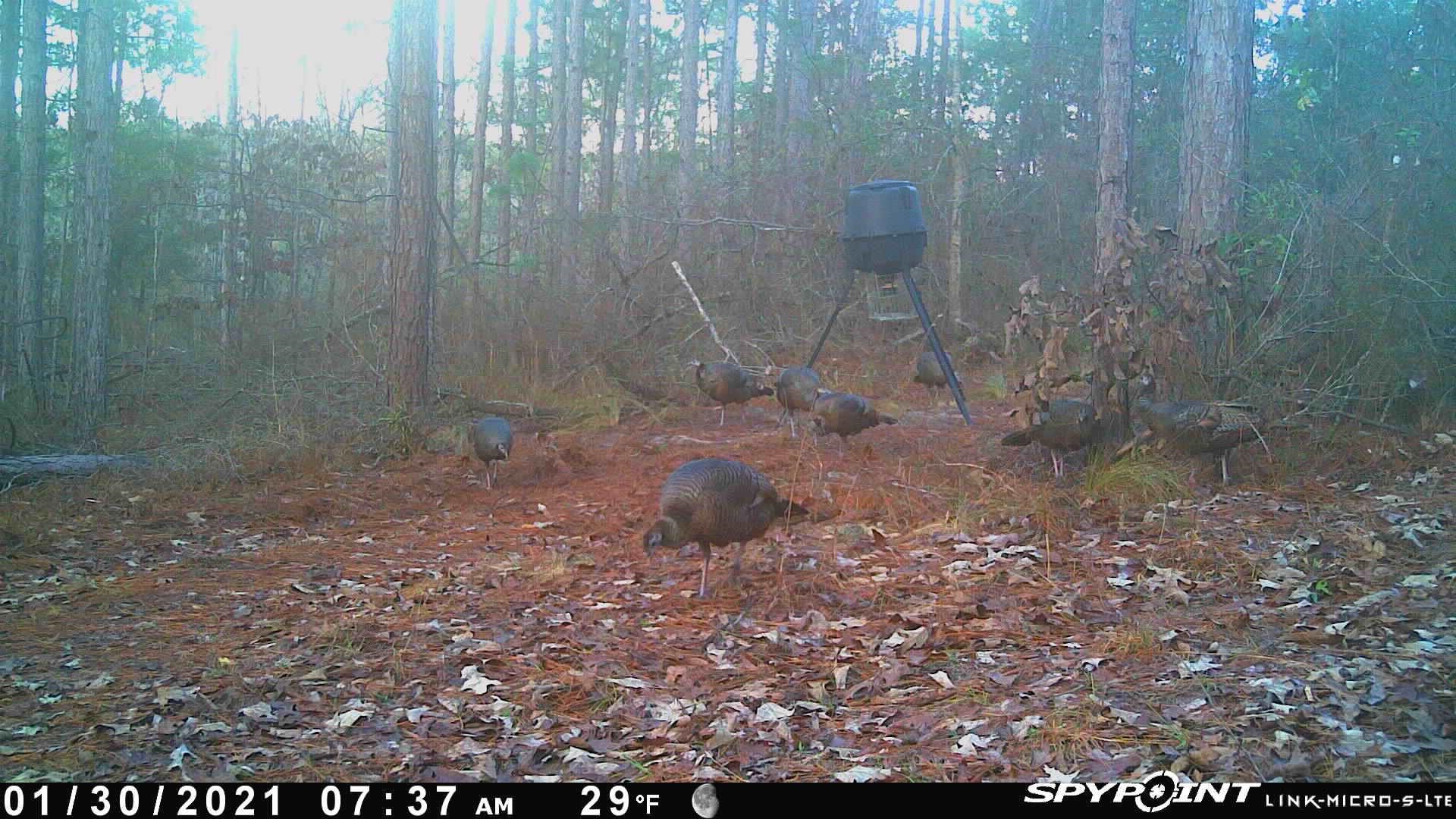 TBD Jinks Crossing Road, Bainbridge, Georgia image 31