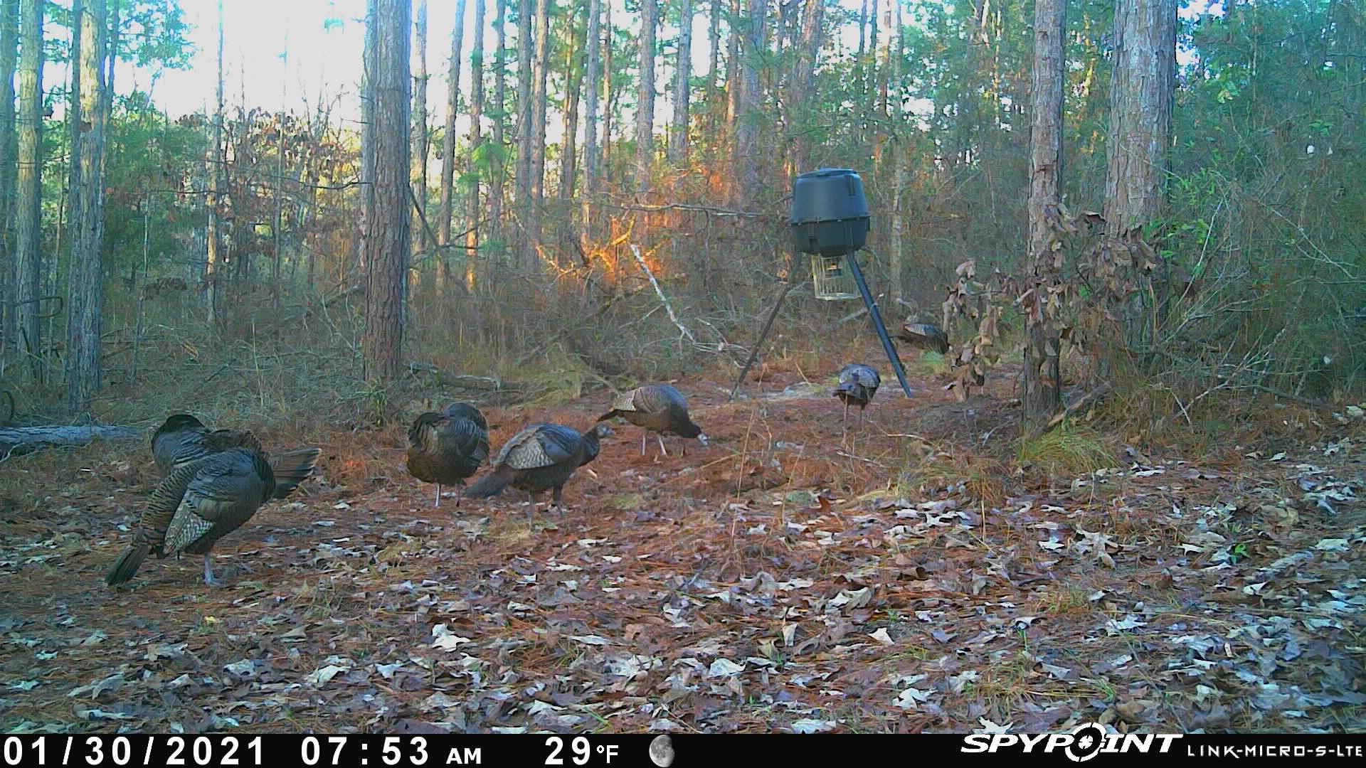 TBD Jinks Crossing Road, Bainbridge, Georgia image 32