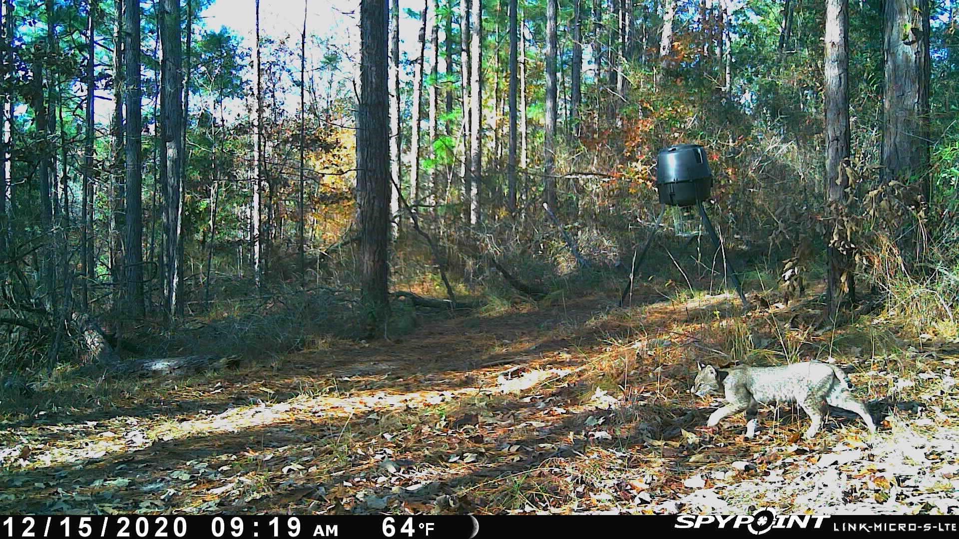 TBD Jinks Crossing Road, Bainbridge, Georgia image 33