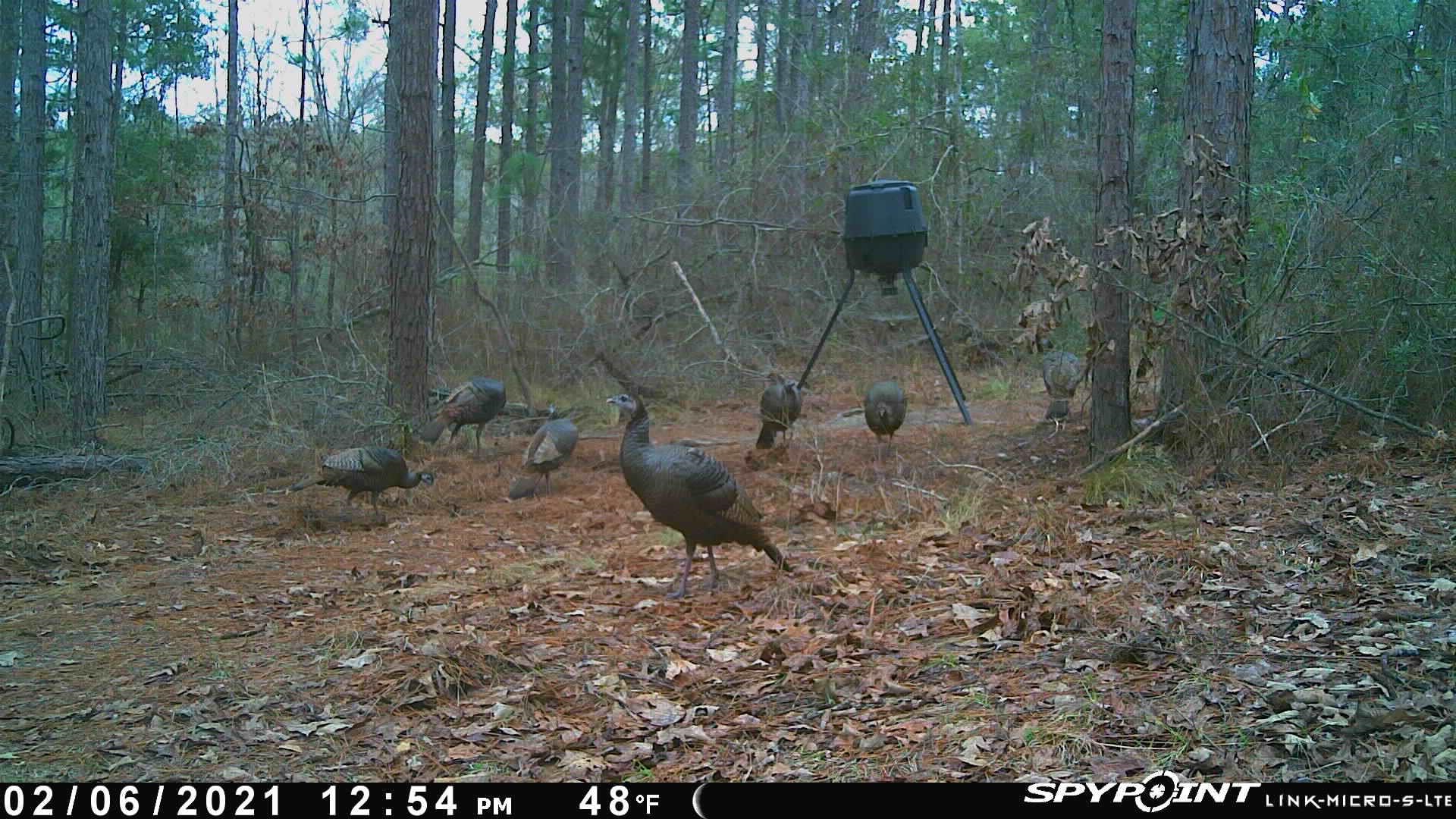 TBD Jinks Crossing Road, Bainbridge, Georgia image 36