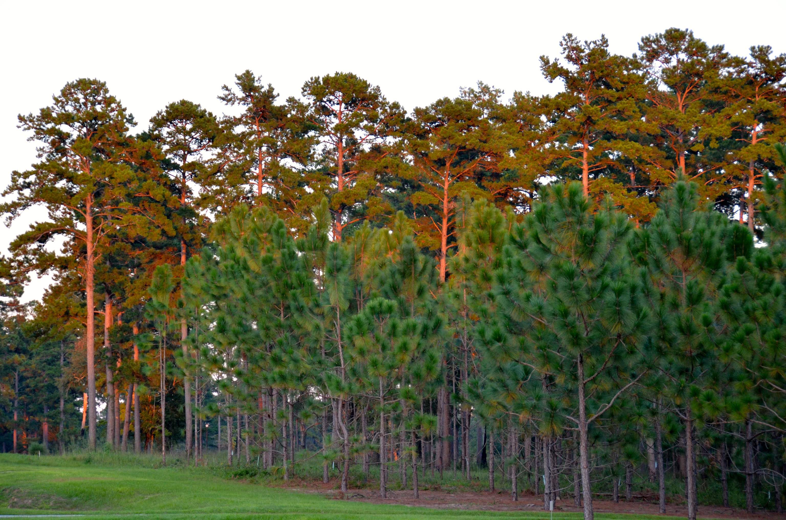 Ml King Boulevard, MIDWAY, Florida image 5