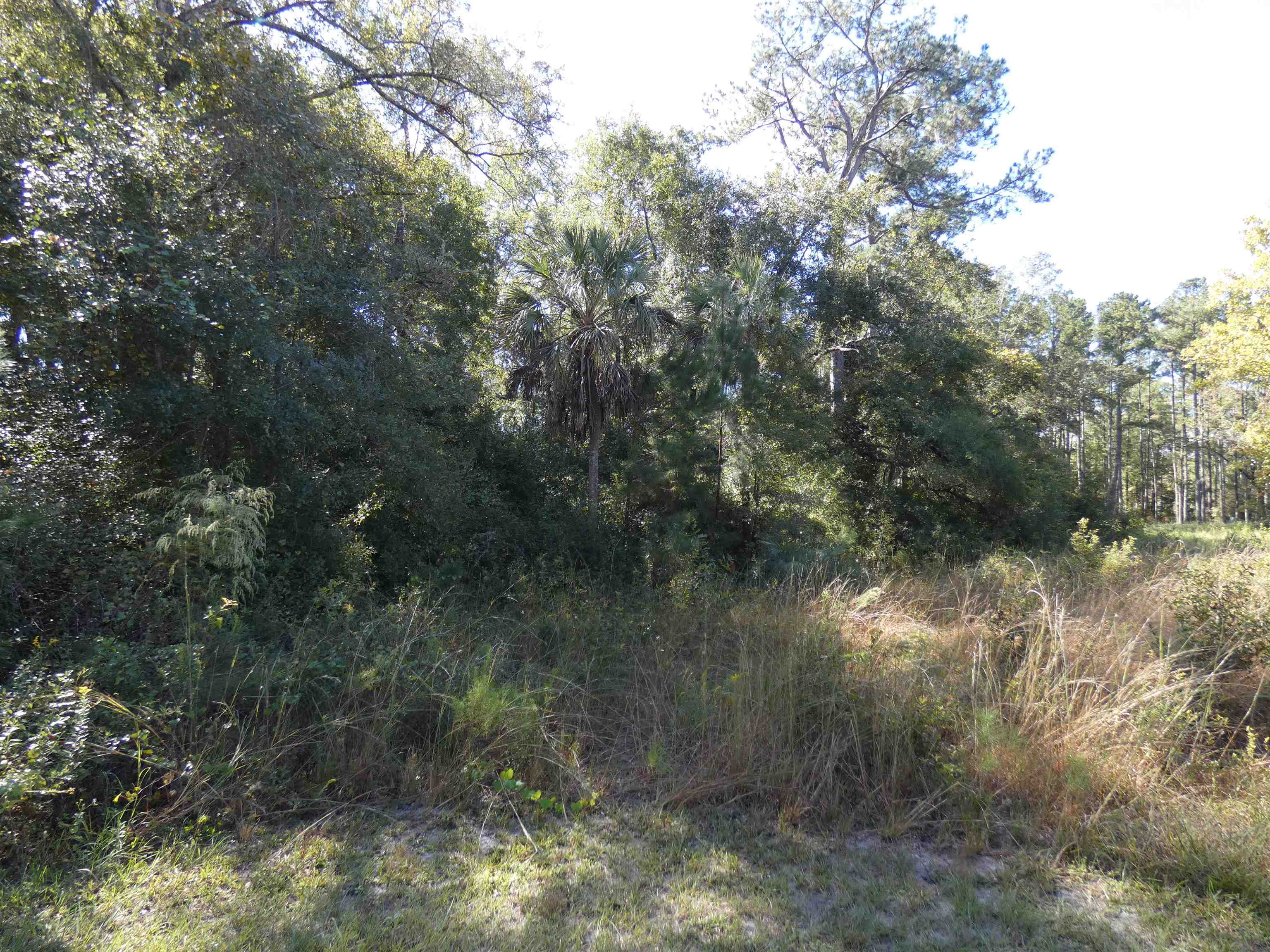 TBD Namon Spears Road, Crawfordville, Florida image 3