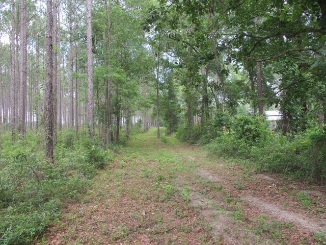 000 Cox Road, Monticello, Florida image 6