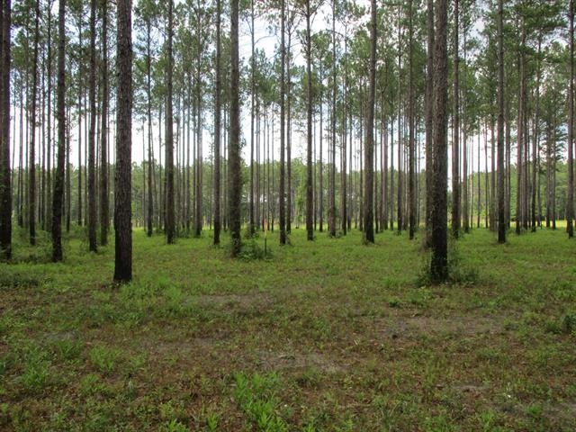 000 Cox Road, Monticello, Florida image 7