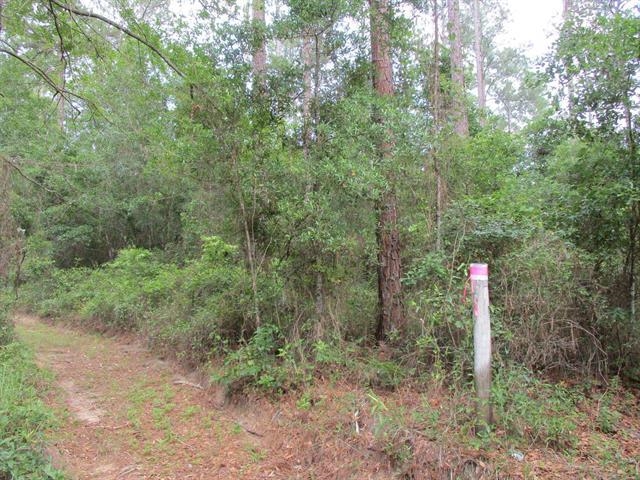 000 Cox Road, Monticello, Florida image 9