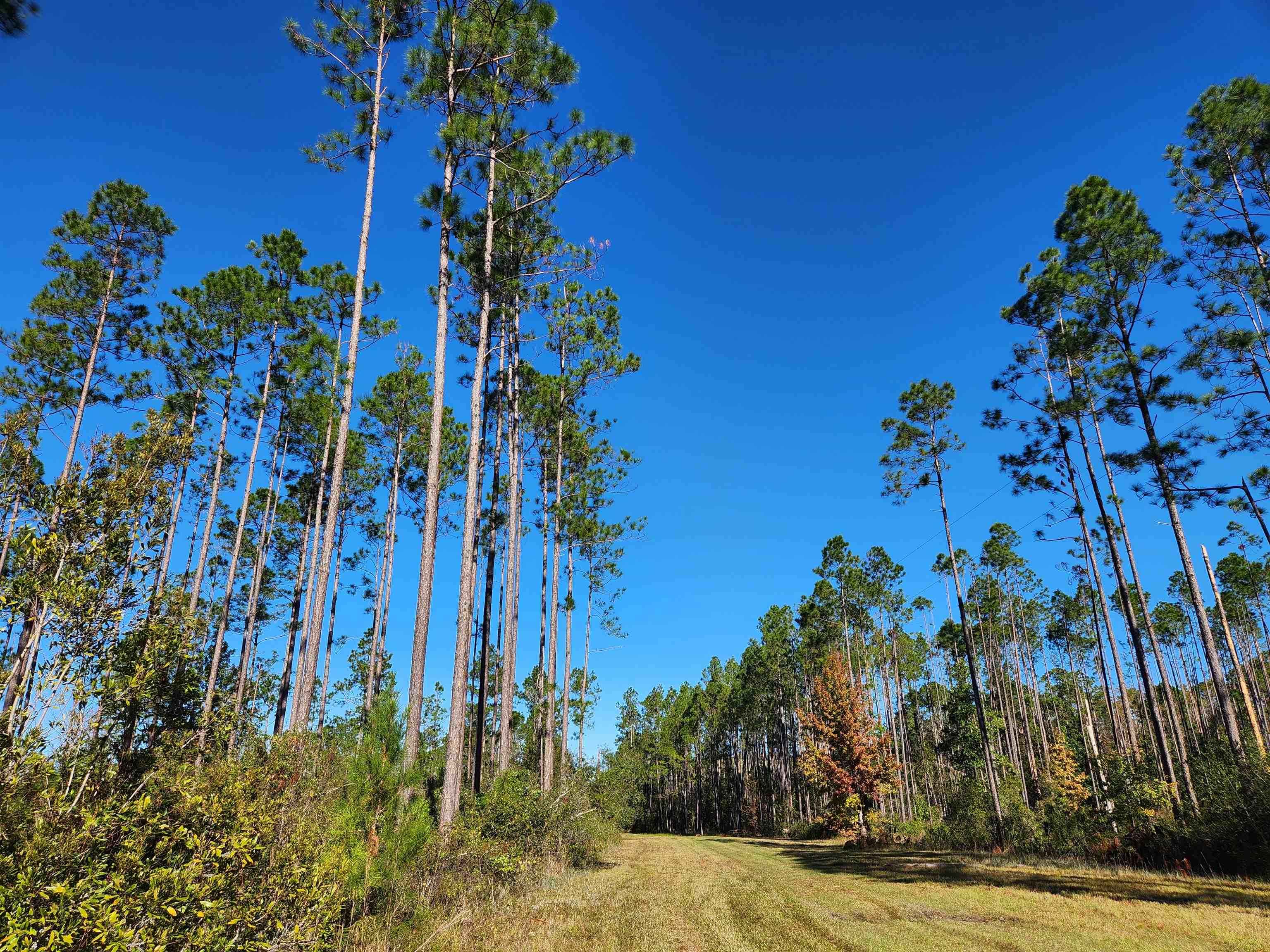 Lot 44 SW Ontario Road, Greenville, Florida image 1