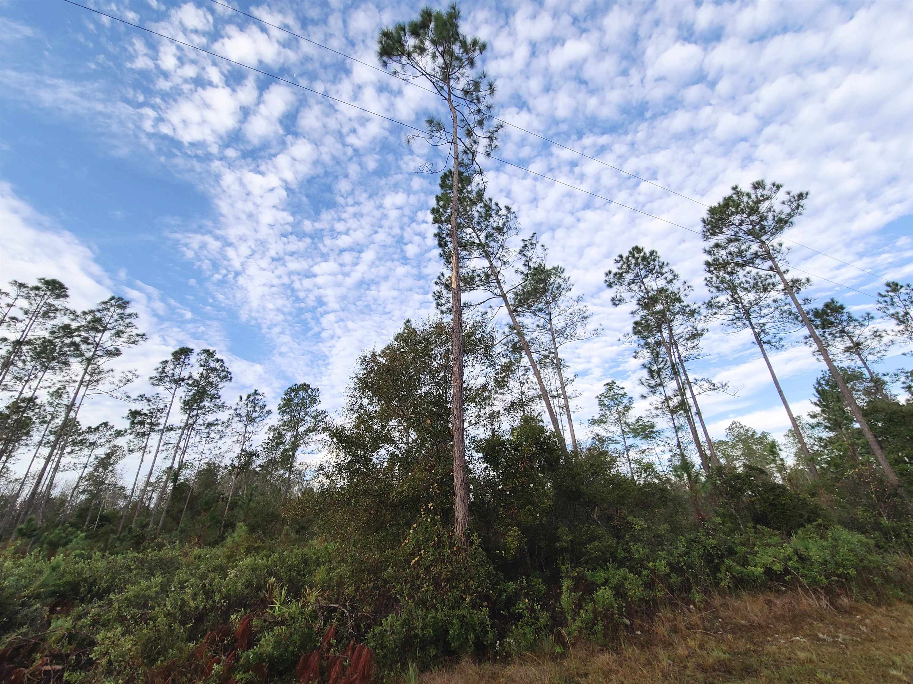 Lot 44 SW Ontario Road, GREENVILLE, Florida image 6