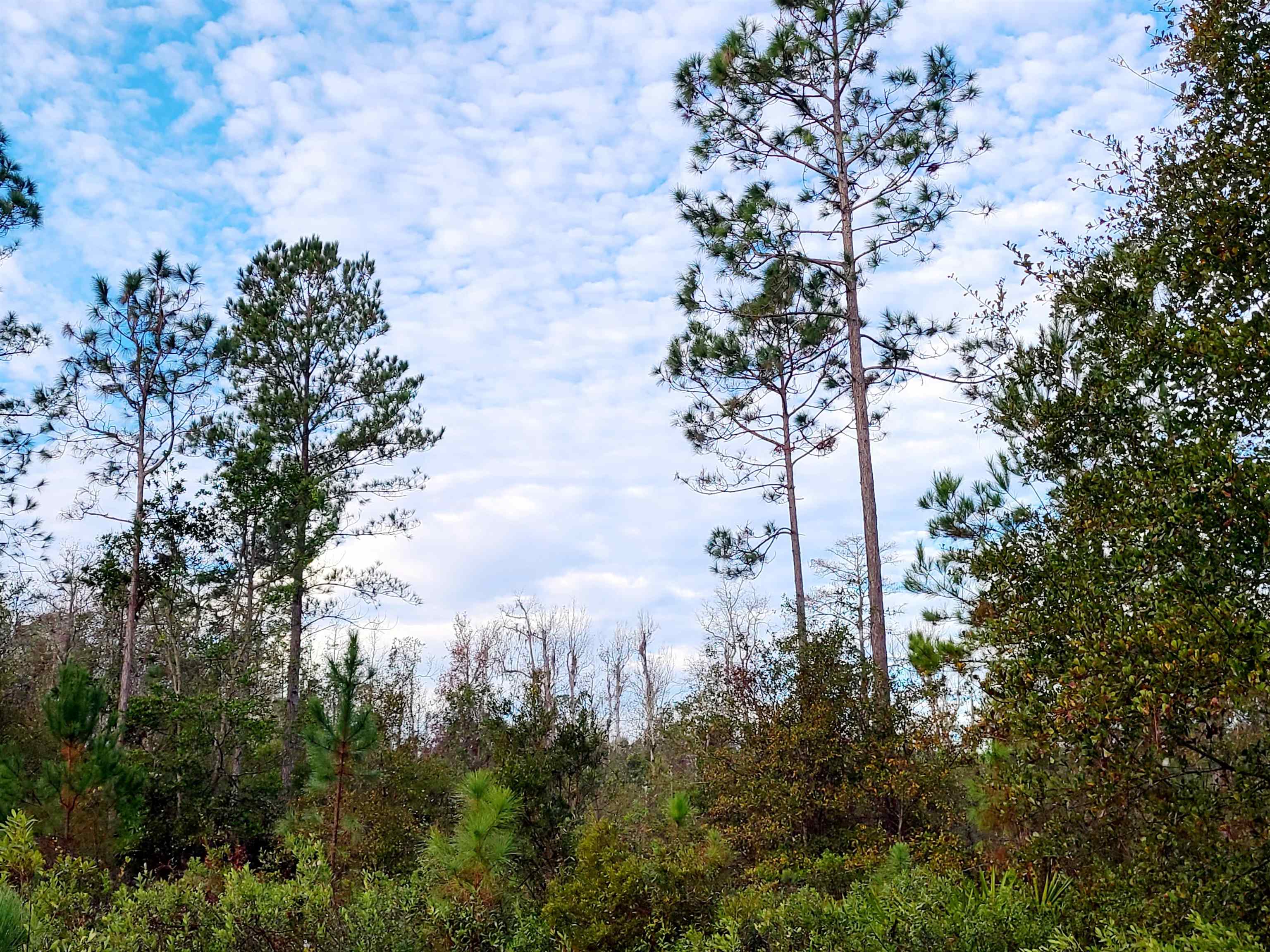 Lot 44 SW Ontario Road, GREENVILLE, Florida image 8