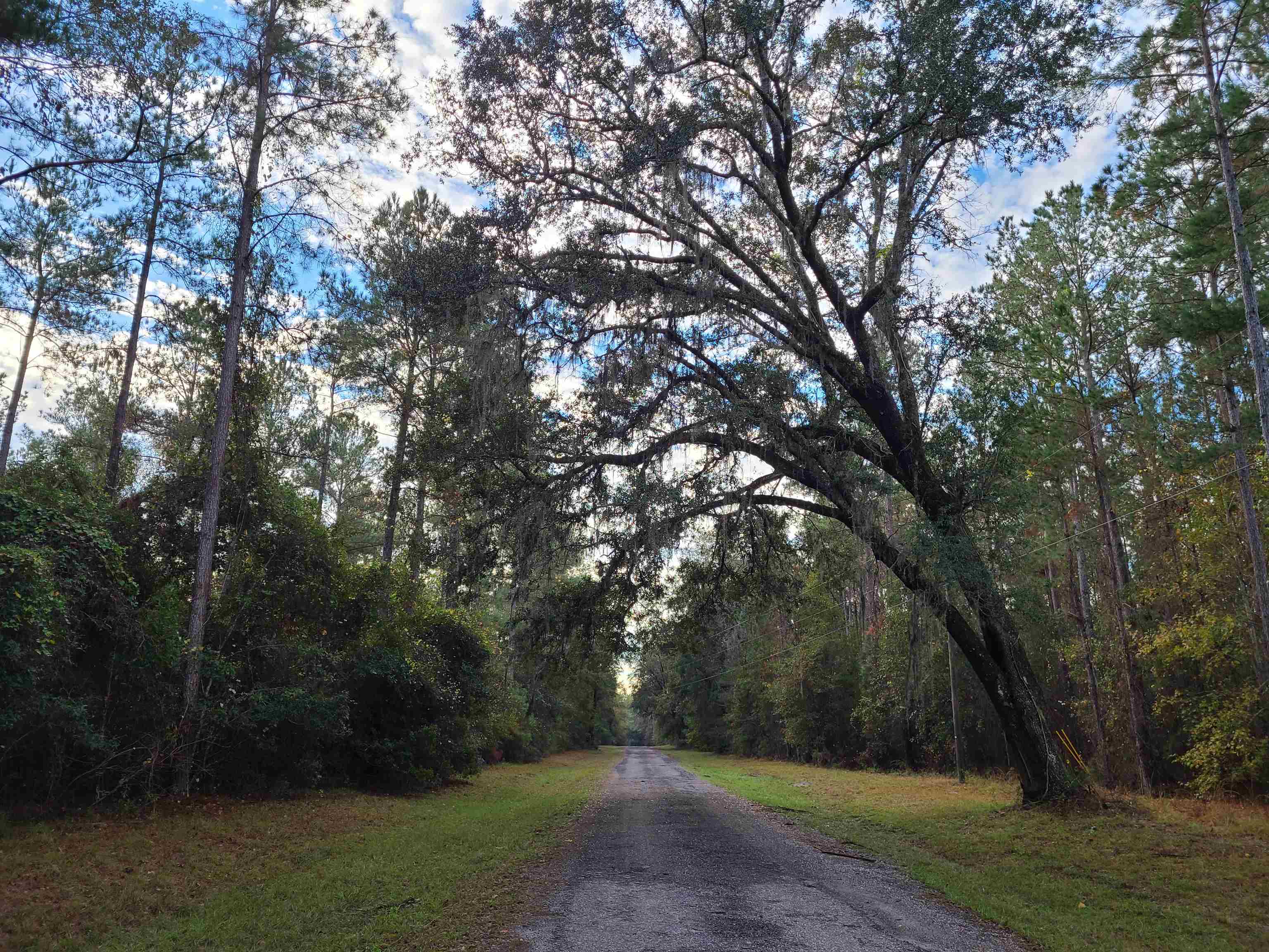 Lot 44 SW Ontario Road, Greenville, Florida image 8