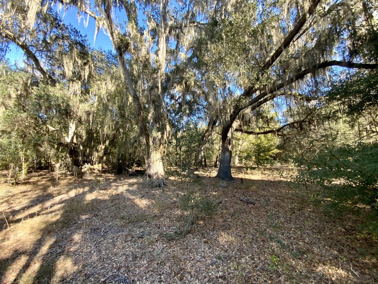 Vacant NE Bittersweet Trail, Madison, Florida image 1