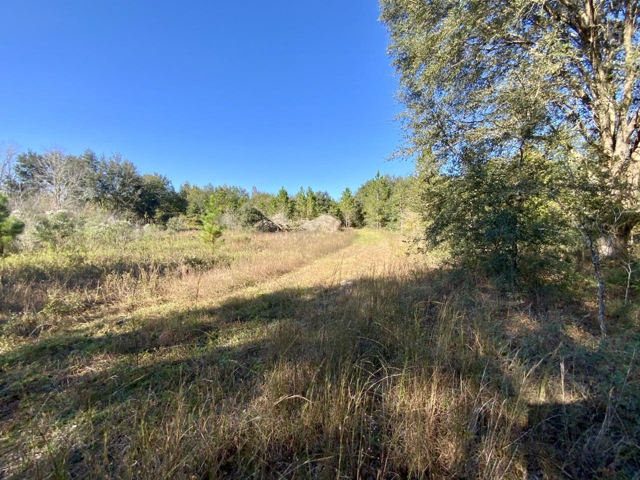 Vacant NE Bittersweet Trail, Madison, Florida image 10