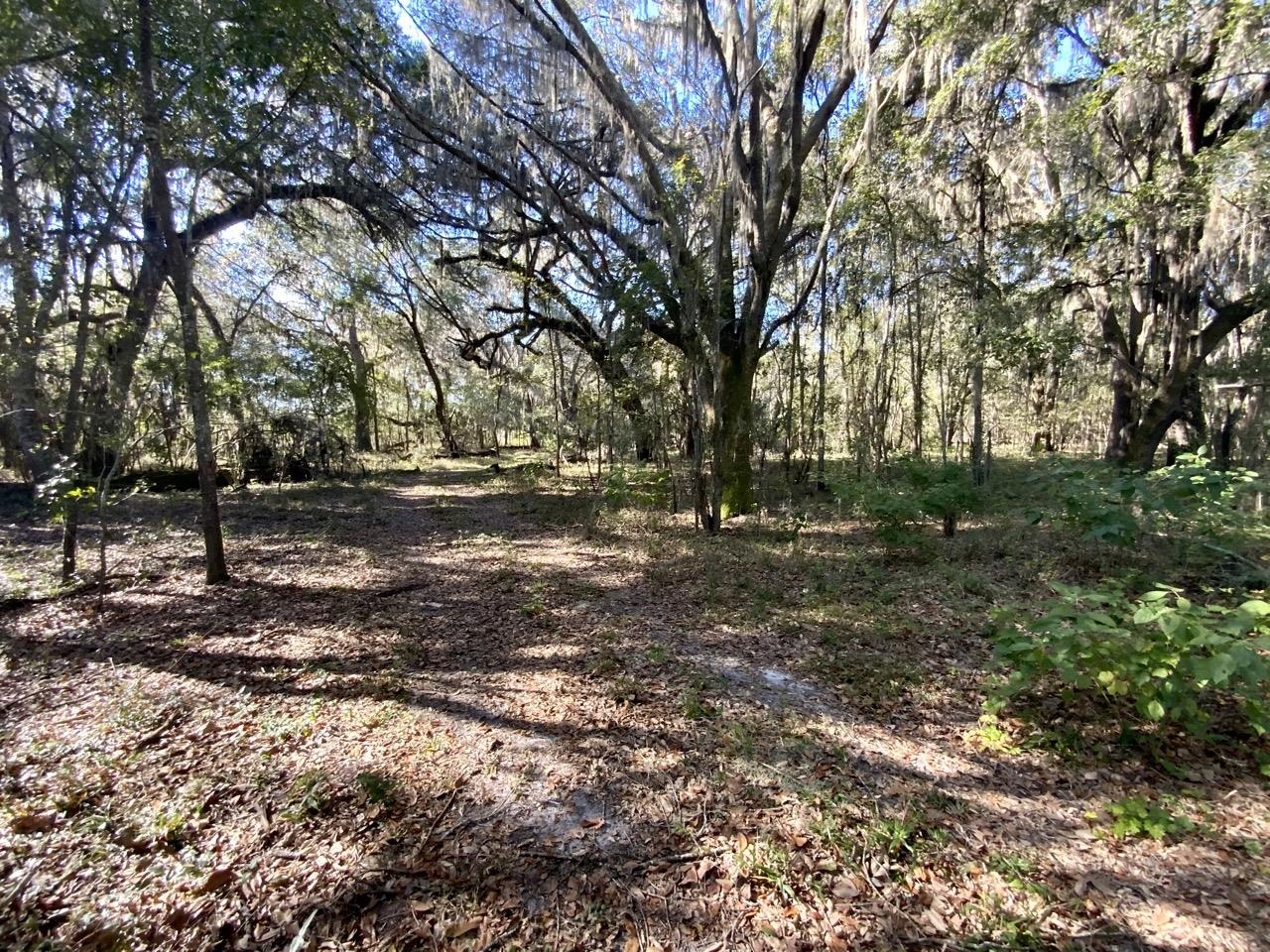 Vacant NE Bittersweet Trail, Madison, Florida image 11