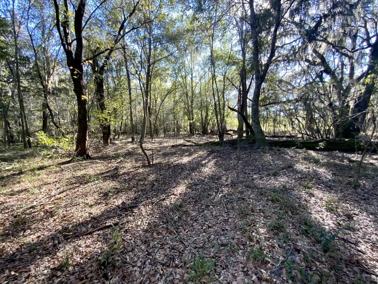 Vacant NE Bittersweet Trail, Madison, Florida image 12