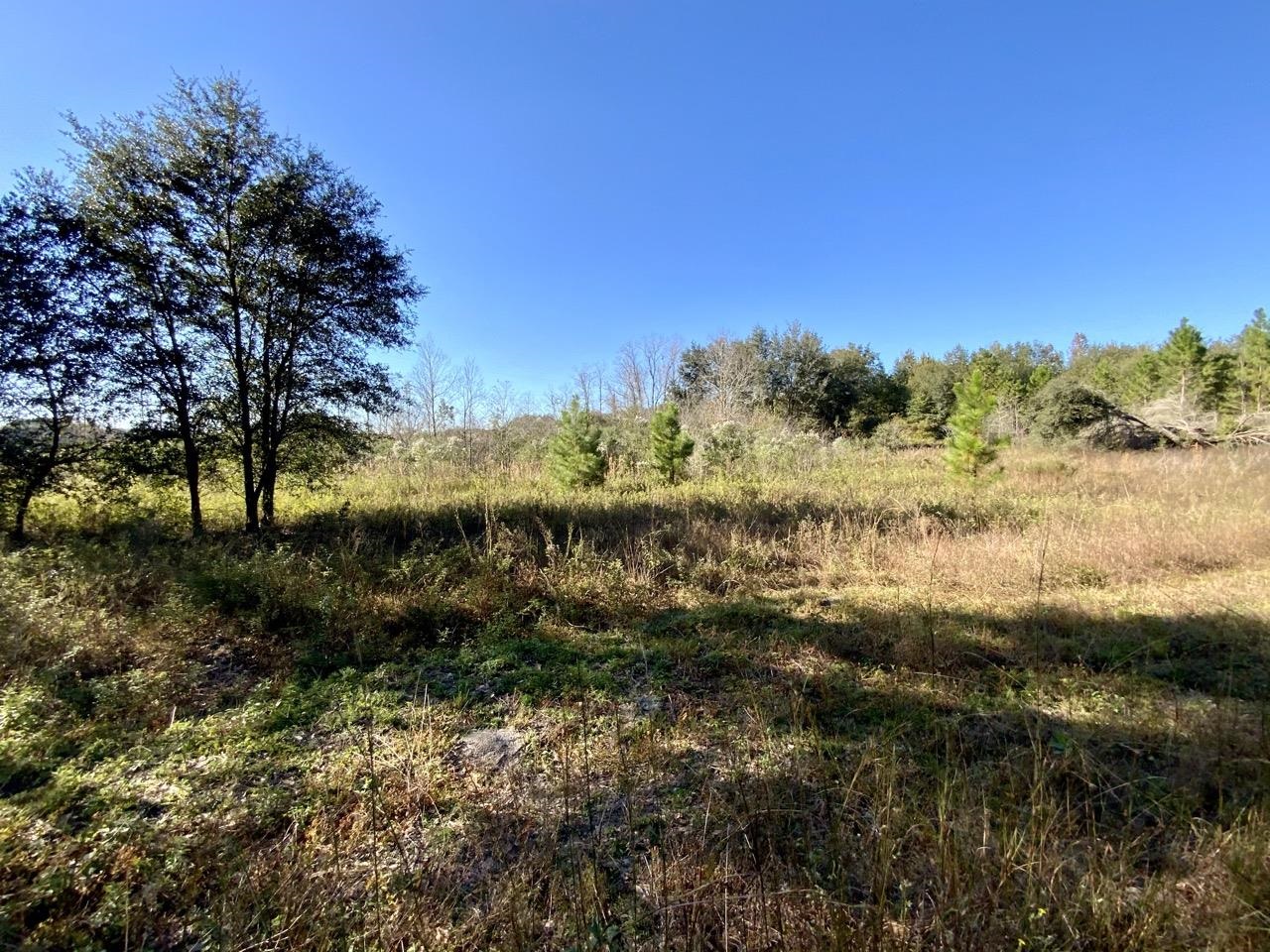 Vacant NE Bittersweet Trail, Madison, Florida image 14