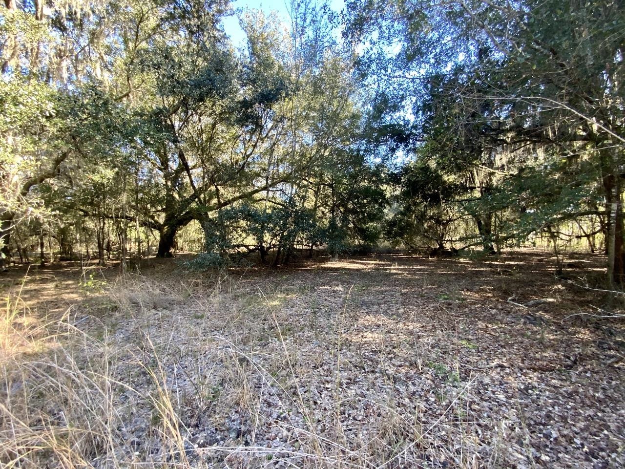 Vacant NE Bittersweet Trail, Madison, Florida image 15