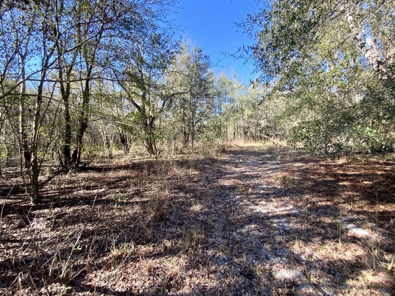 Vacant NE Bittersweet Trail, Madison, Florida image 16