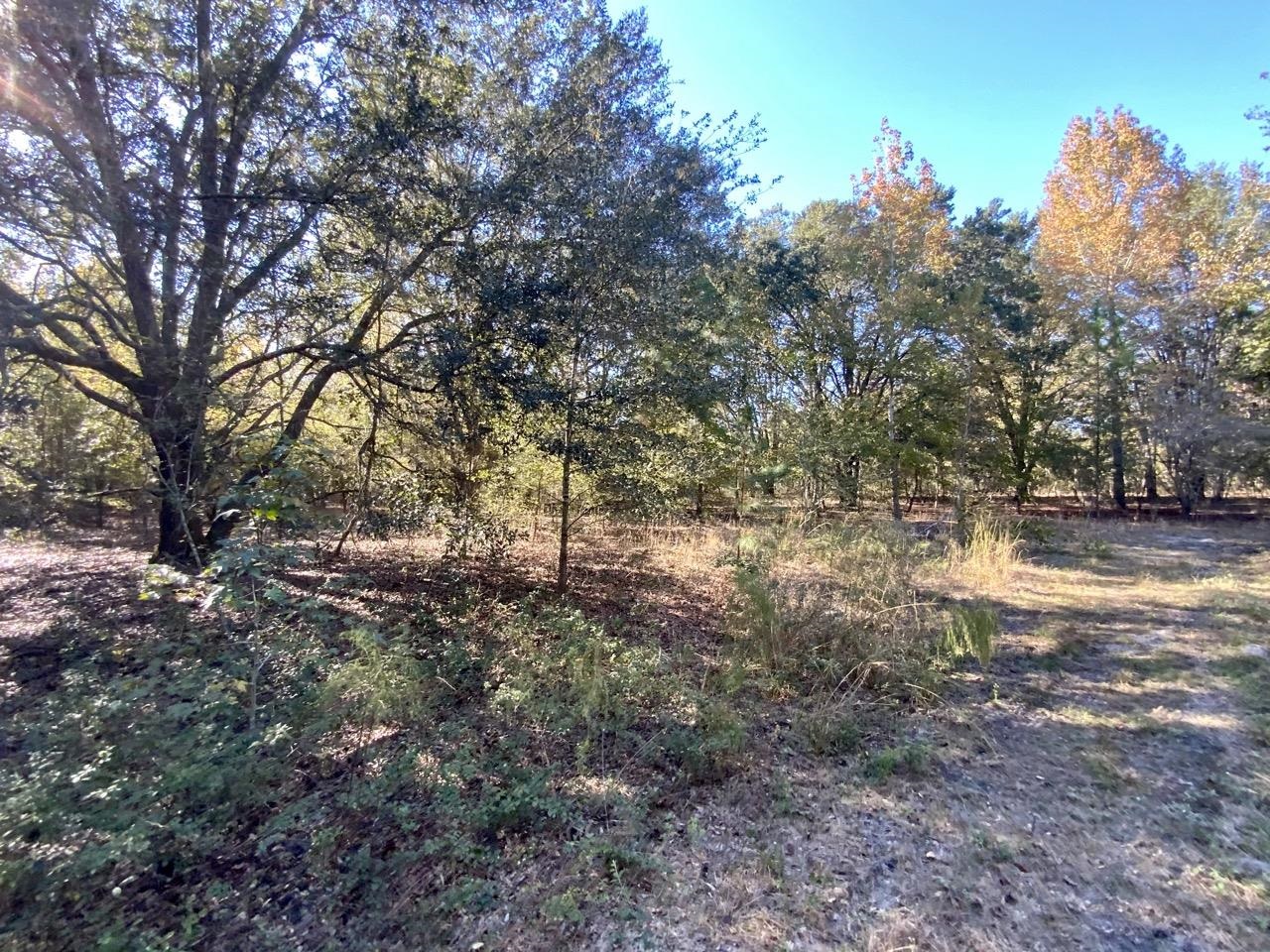 Vacant NE Bittersweet Trail, Madison, Florida image 17