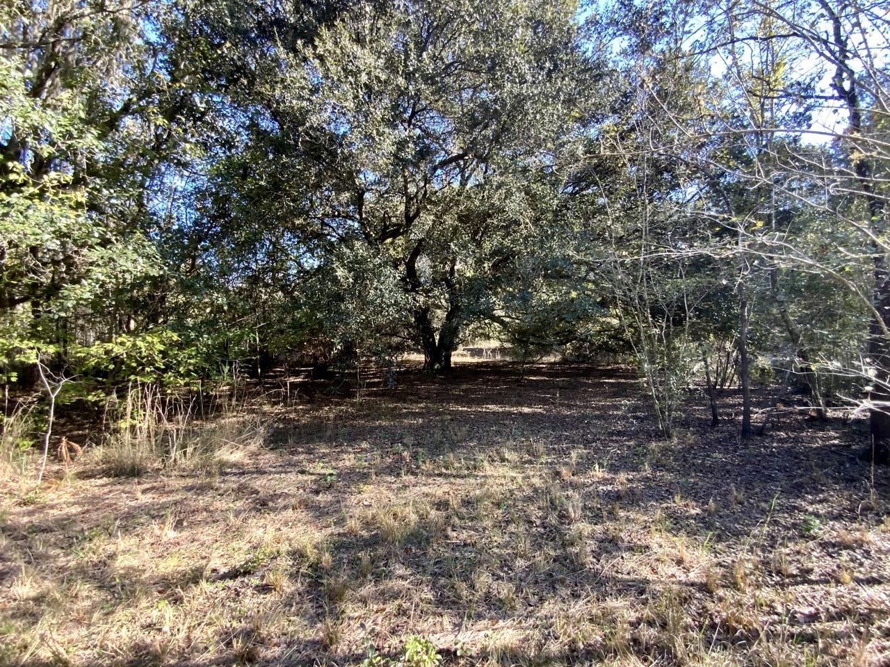 Vacant NE Bittersweet Trail, Madison, Florida image 19