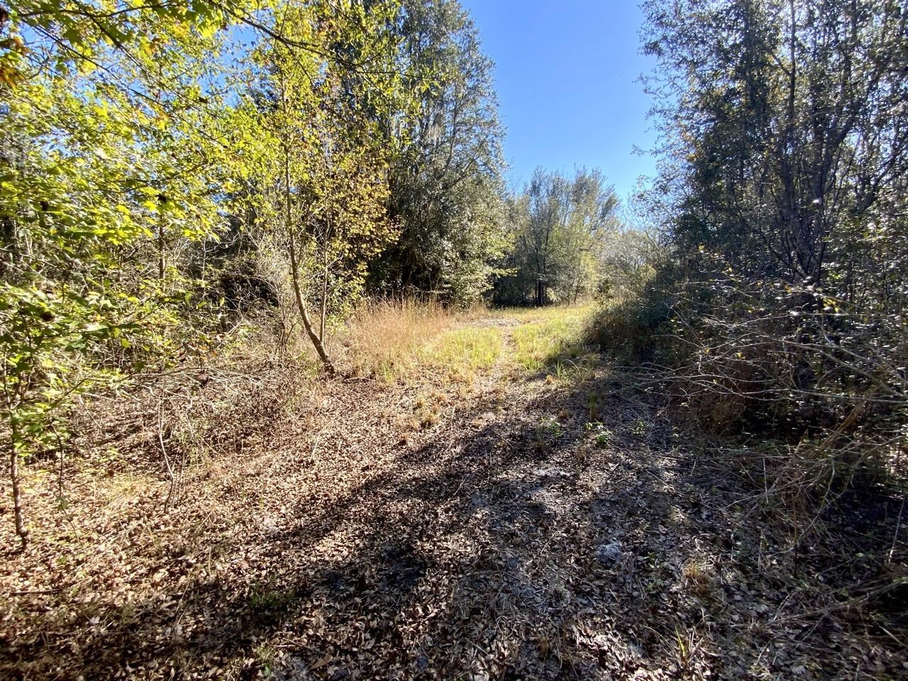 Vacant NE Bittersweet Trail, Madison, Florida image 20