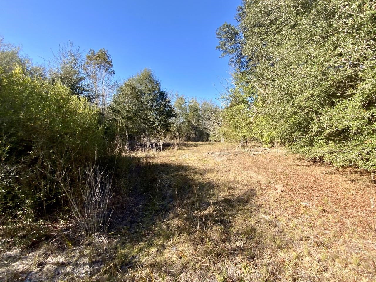 Vacant NE Bittersweet Trail, Madison, Florida image 22