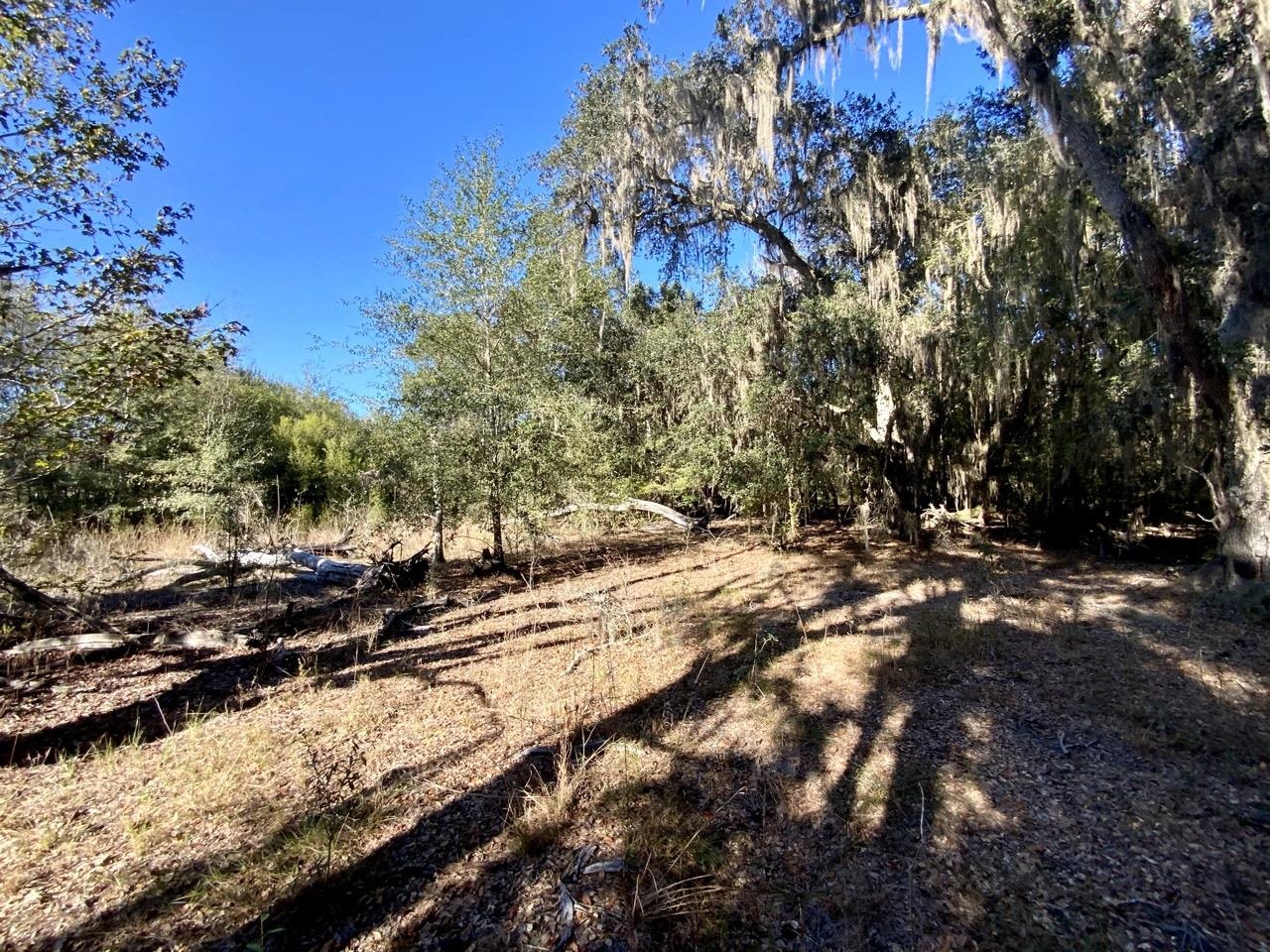 Vacant NE Bittersweet Trail, Madison, Florida image 23