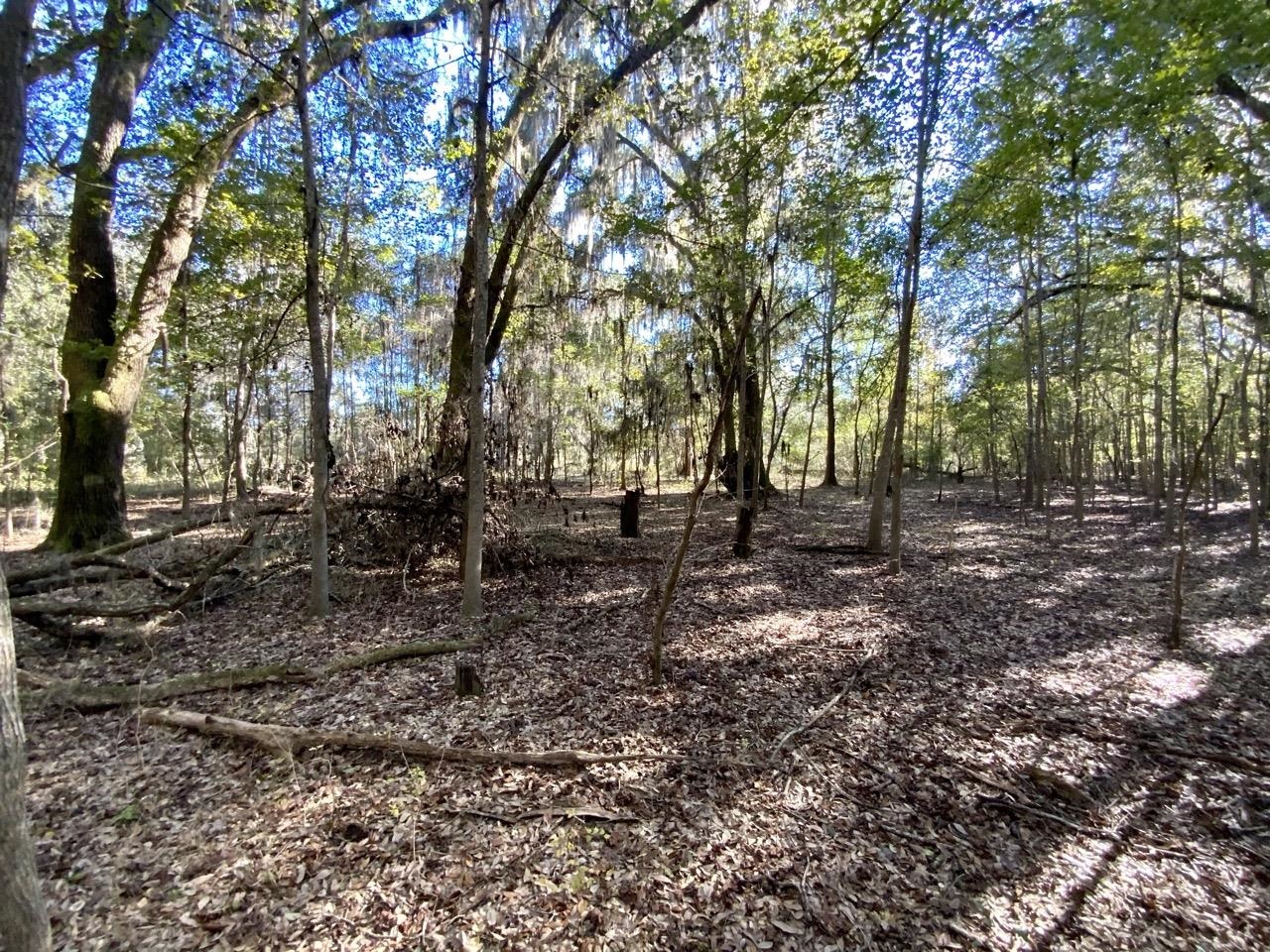 Vacant NE Bittersweet Trail, Madison, Florida image 26