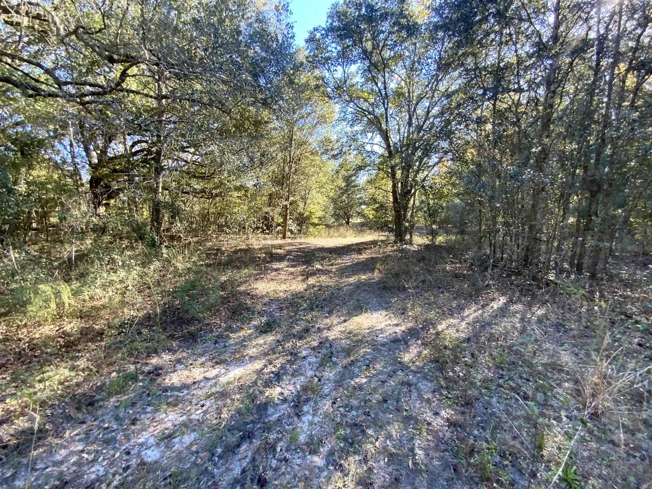 Vacant NE Bittersweet Trail, Madison, Florida image 29