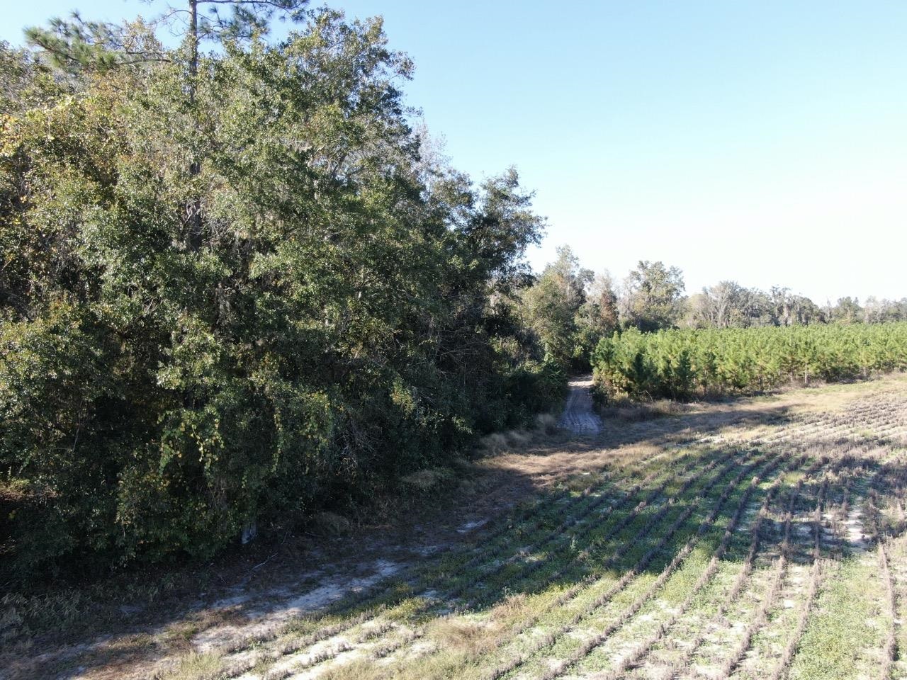 Vacant NE Bittersweet Trail, Madison, Florida image 3