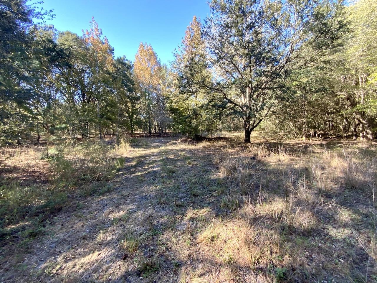 Vacant NE Bittersweet Trail, Madison, Florida image 31