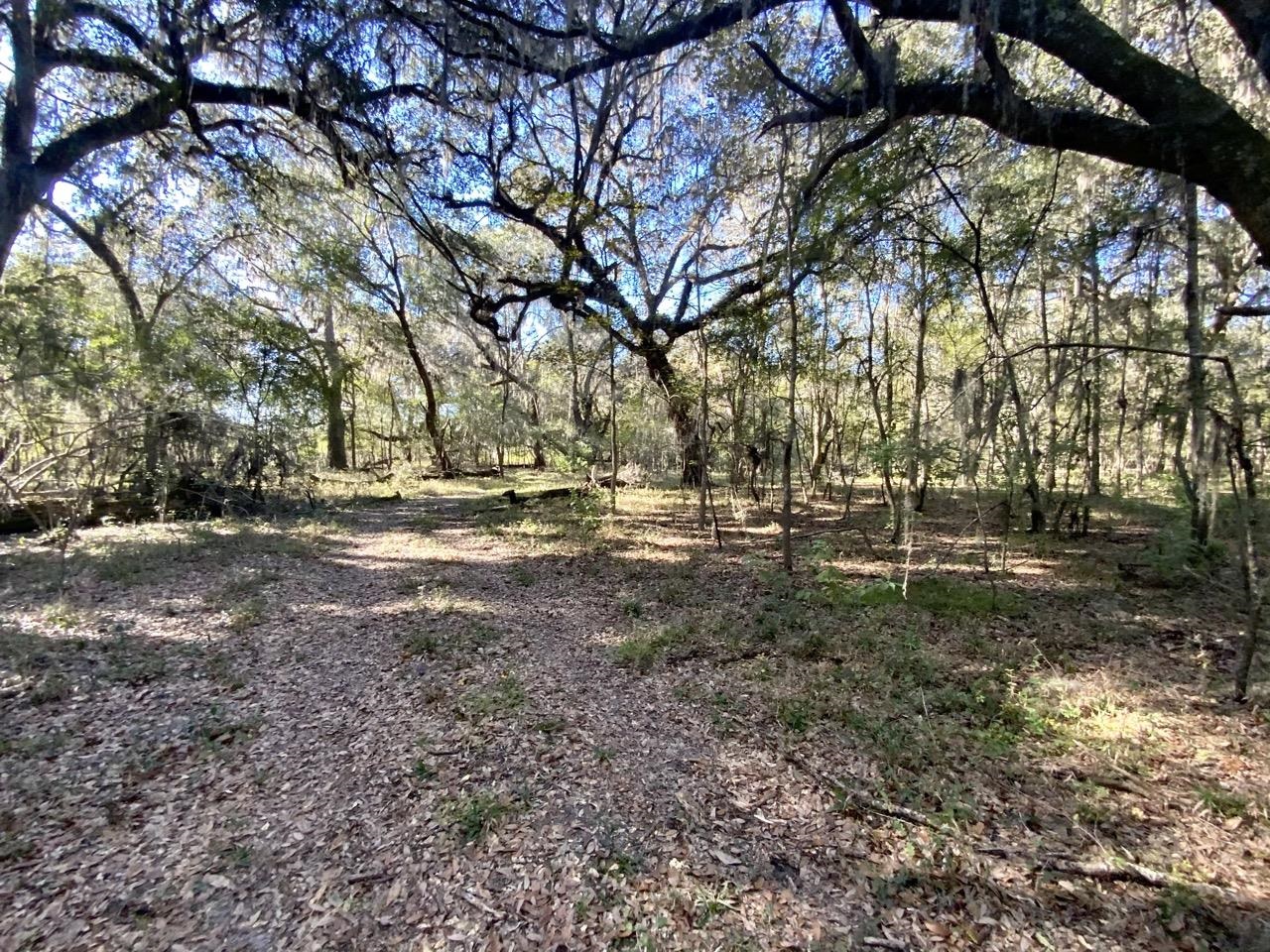 Vacant NE Bittersweet Trail, Madison, Florida image 5