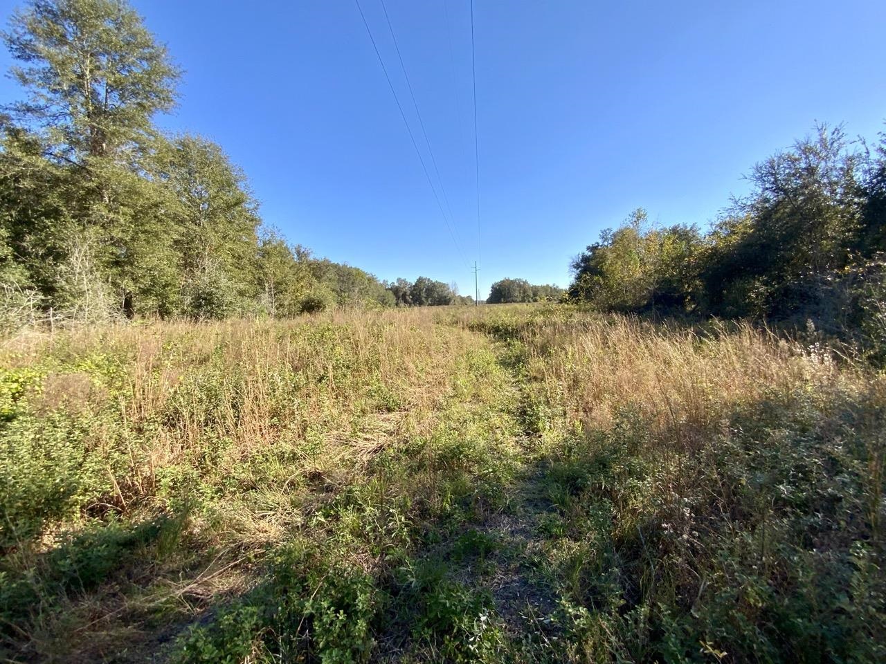 Vacant NE Bittersweet Trail, Madison, Florida image 7