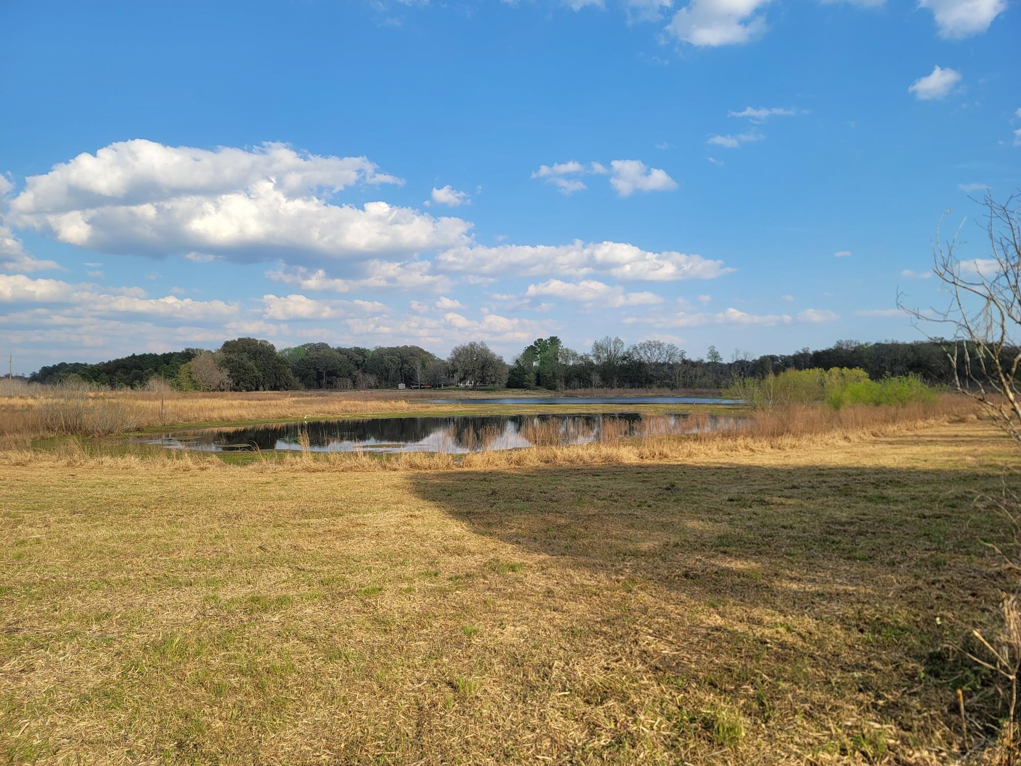 Vacant NW Rolling Hills Drive, Madison, Florida image 4