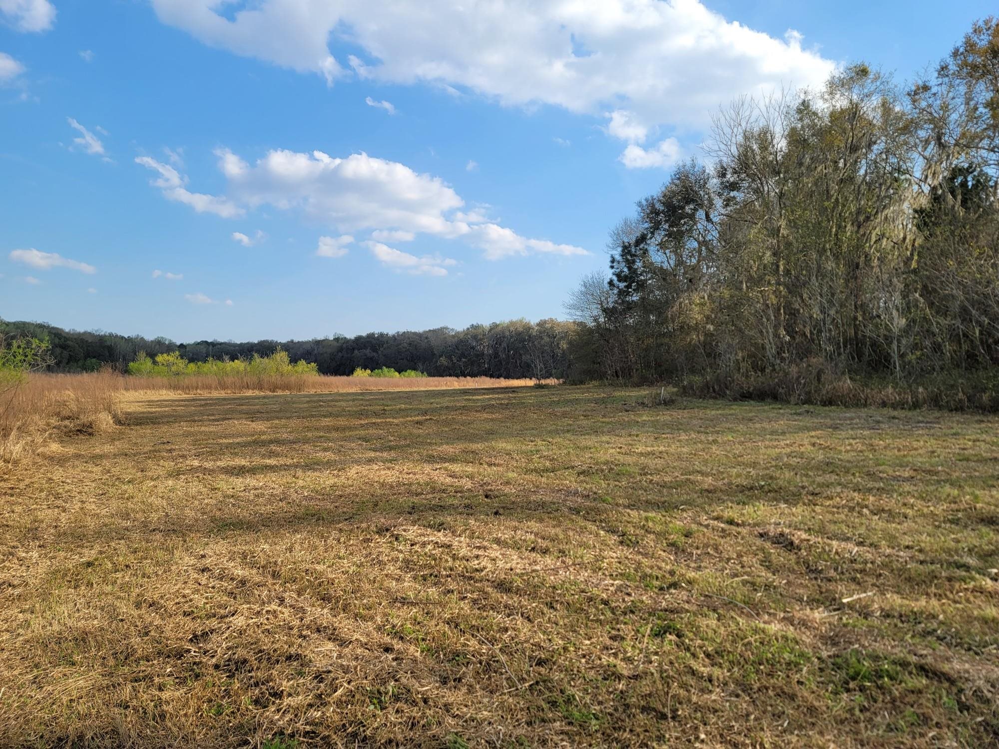 Vacant NW Rolling Hills Drive, Madison, Florida image 5