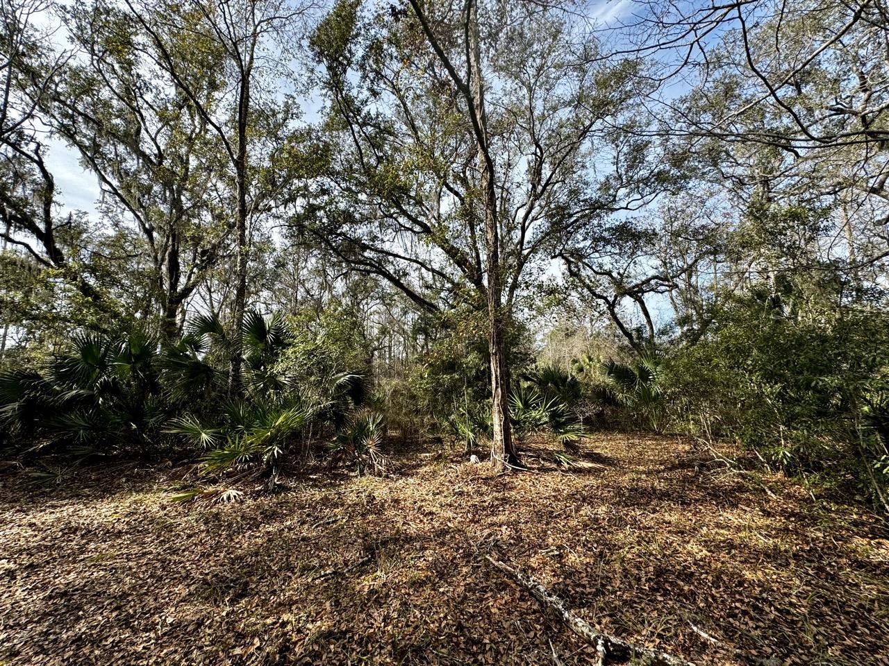 Vacant 62 Road, Lamont, Florida image 1