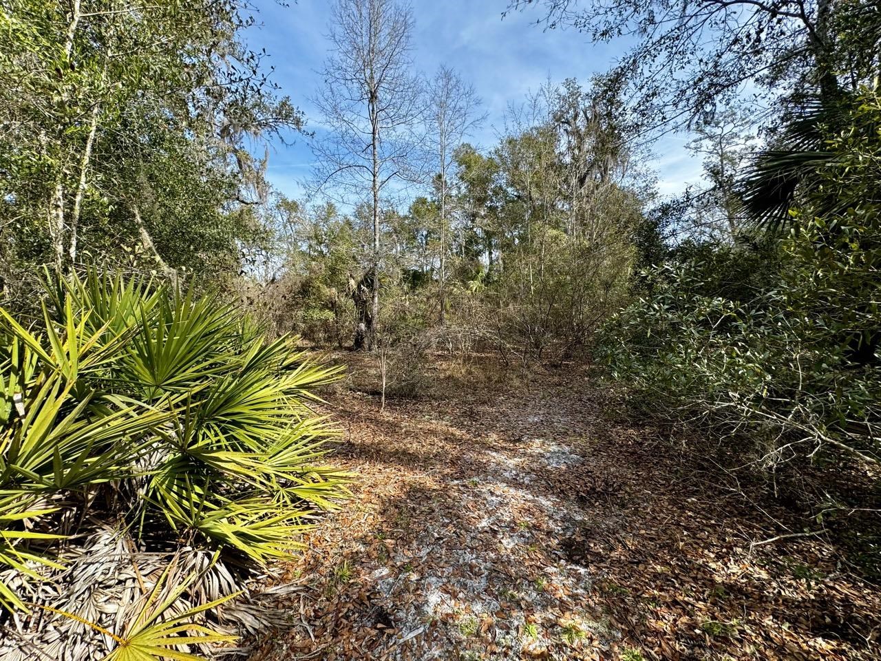 Vacant 62 Road, Lamont, Florida image 12