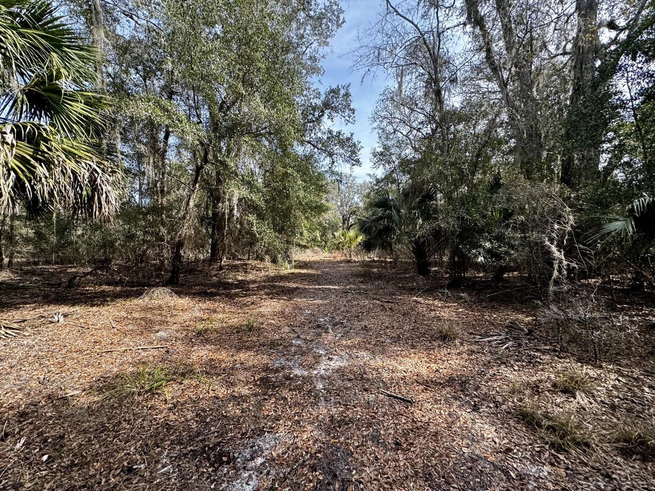 Vacant 62 Road, Lamont, Florida image 13