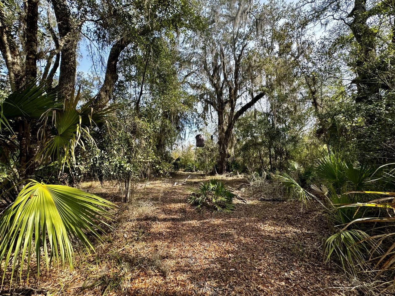 Vacant 62 Road, Lamont, Florida image 14