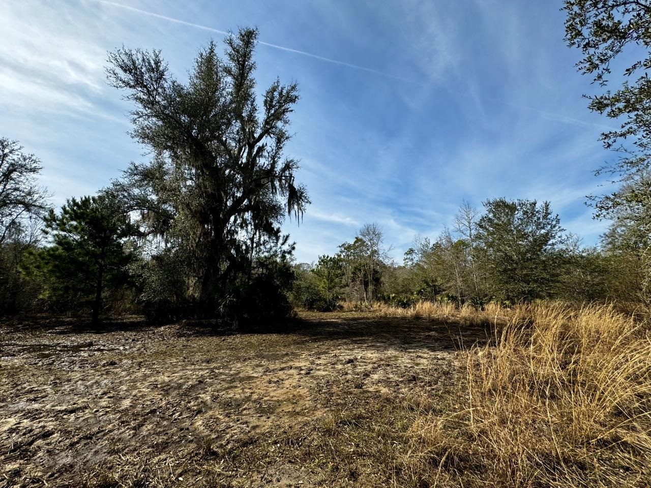 Vacant 62 Road, Lamont, Florida image 15