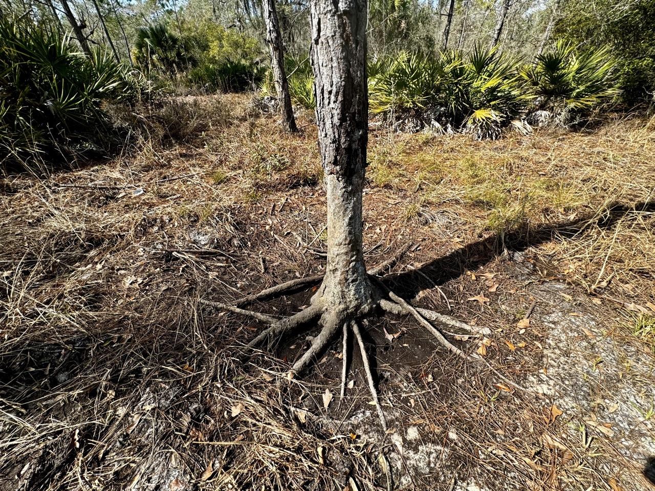 Vacant 62 Road, Lamont, Florida image 17