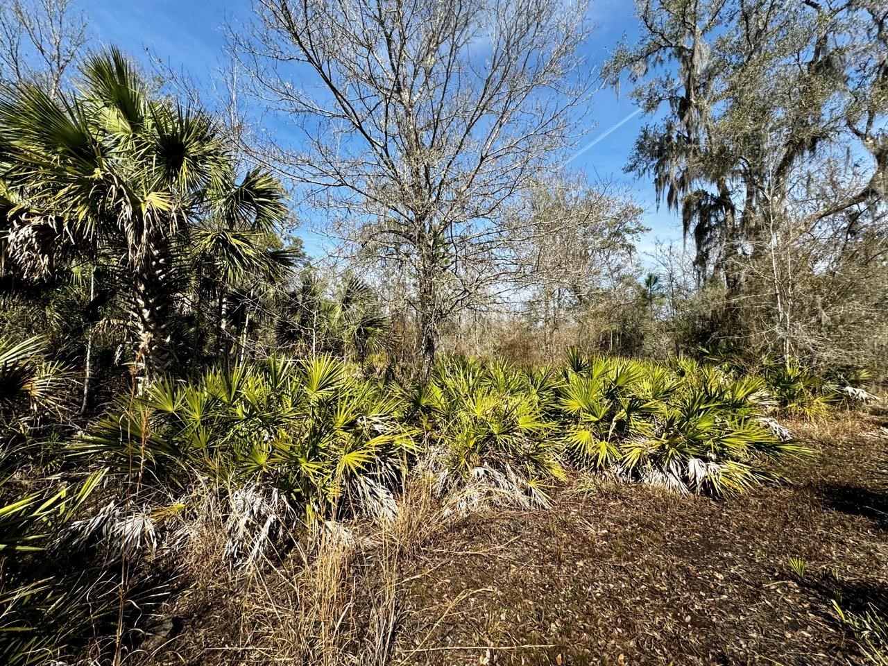 Vacant 62 Road, Lamont, Florida image 18