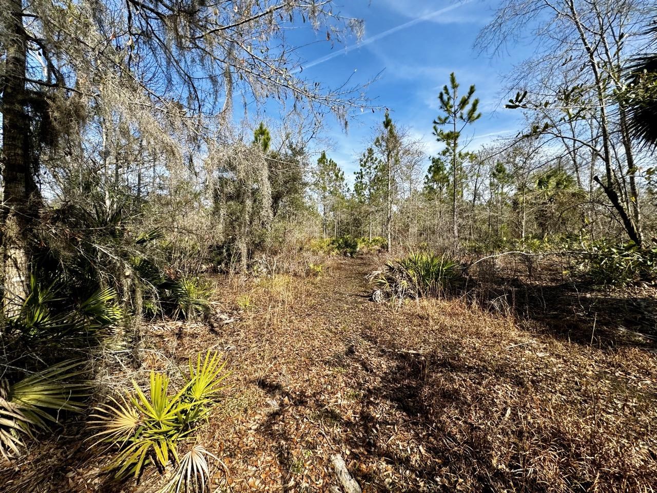 Vacant 62 Road, Lamont, Florida image 19