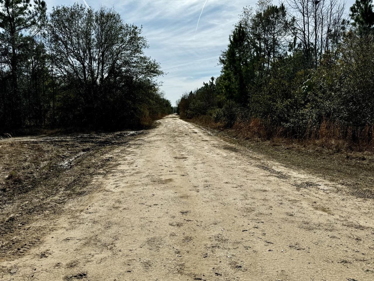 Vacant 62 Road, Lamont, Florida image 2